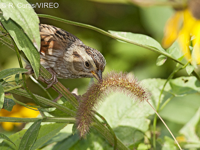 Swamp Sparrow c22-44-021.jpg